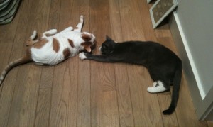 MacGregor and Chase