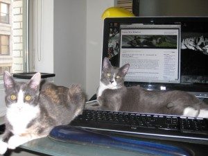 Chase and Christy, first came to our house as fosters, at 4.5 months old